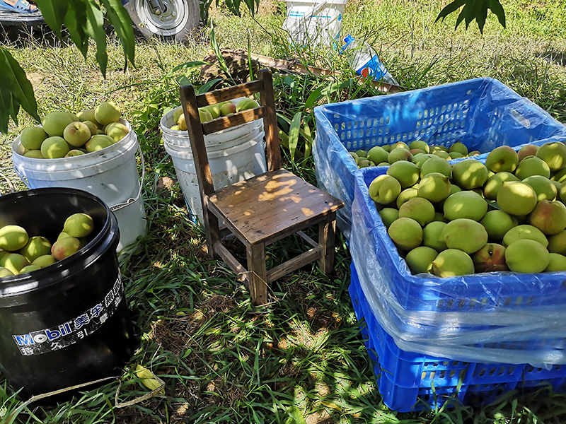 服務客戶之一：上坪鷹嘴桃園
