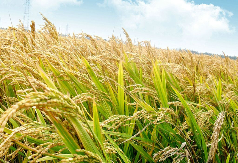 胡春華強調：切實抓好春耕生產和抗災奪豐收工作